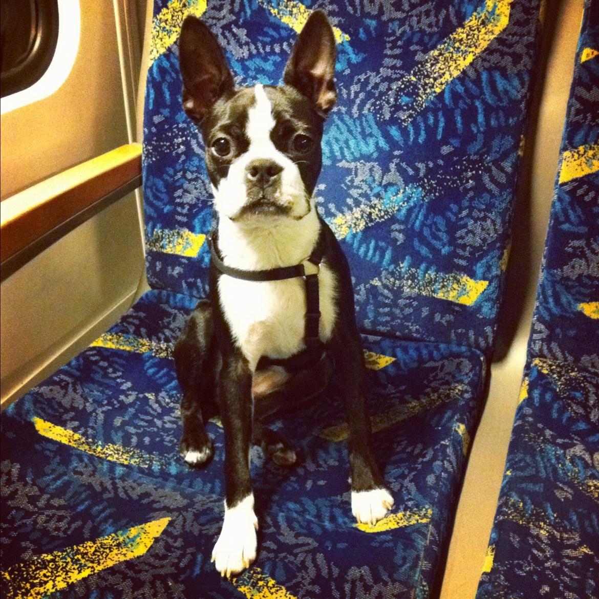 Boston terrier Donna billede 1