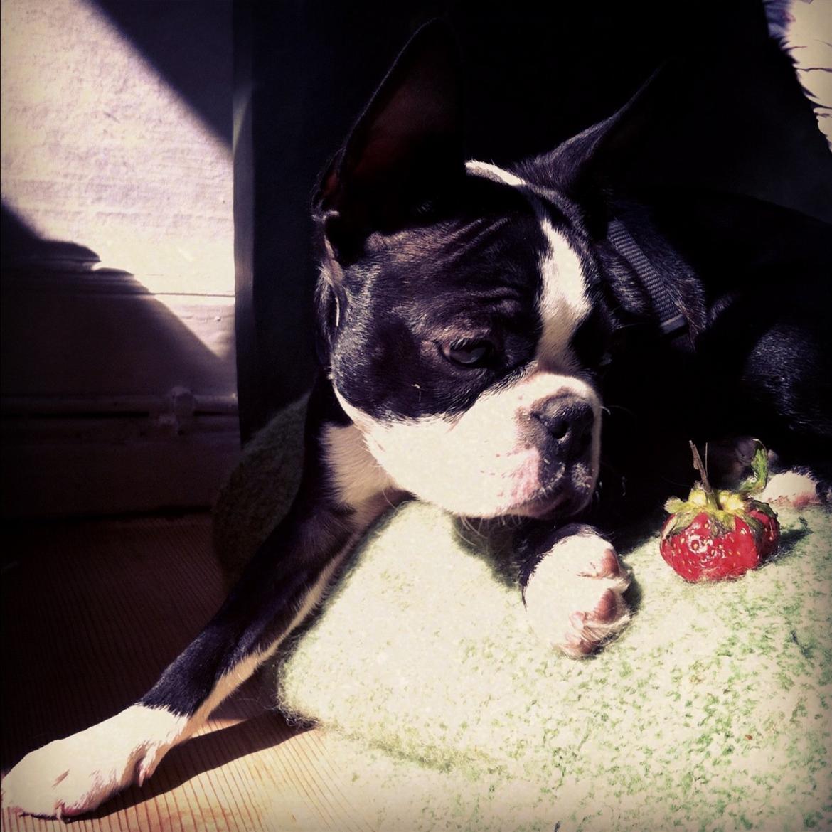 Boston terrier Donna billede 6