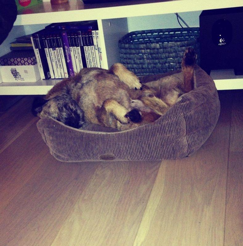 Border terrier Gizmo - Elsker dig hund!!!!<3 billede 1