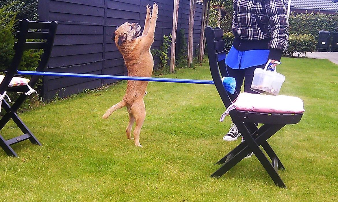 Border terrier Gizmo billede 7