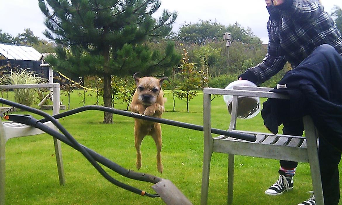 Border terrier Gizmo billede 18