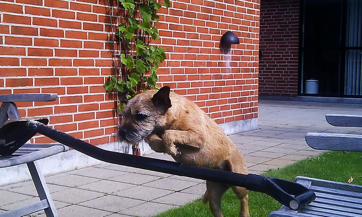 Border terrier Gizmo billede 4