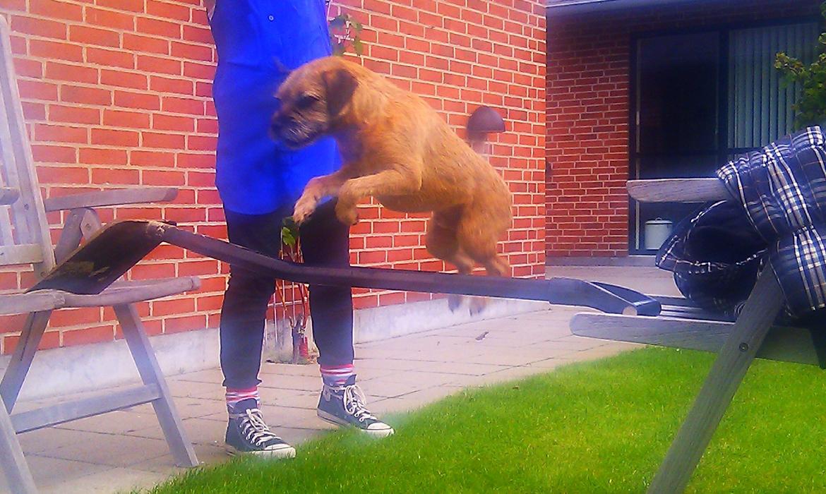 Border terrier Gizmo billede 19