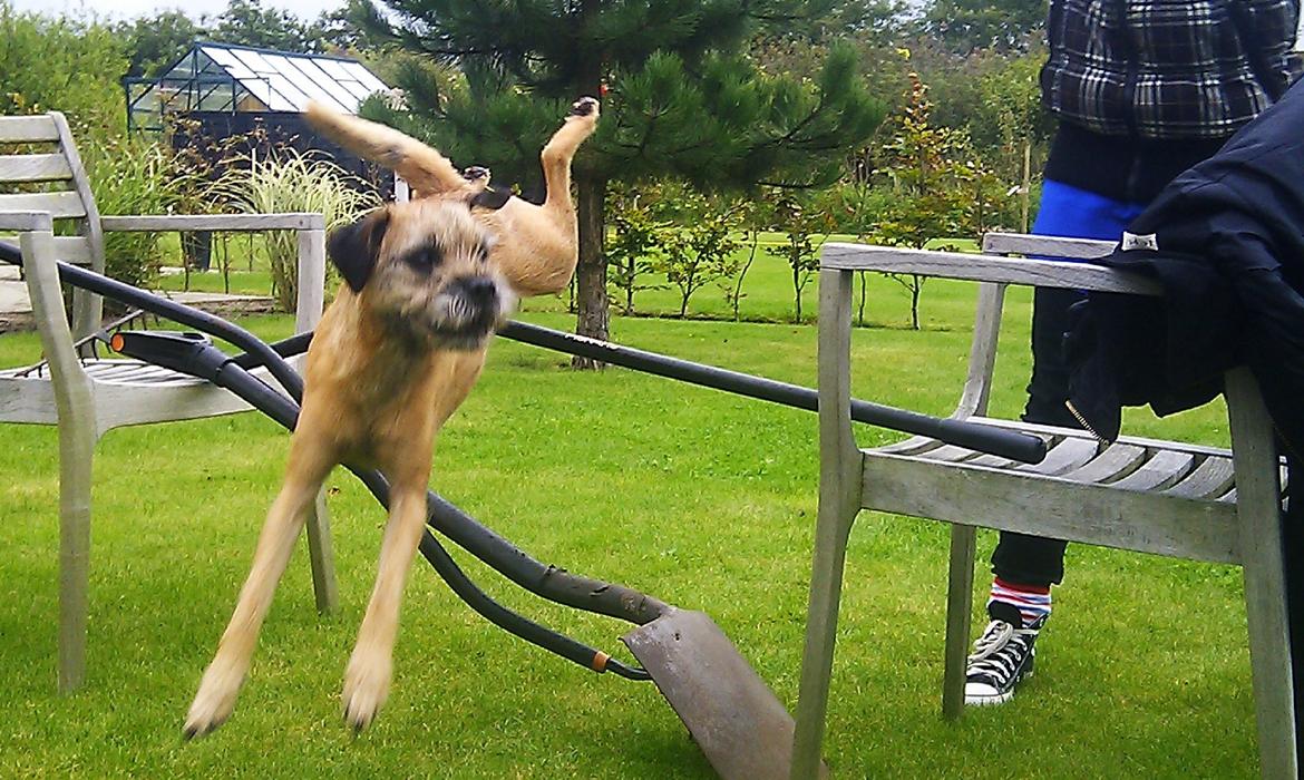 Border terrier Gizmo billede 20