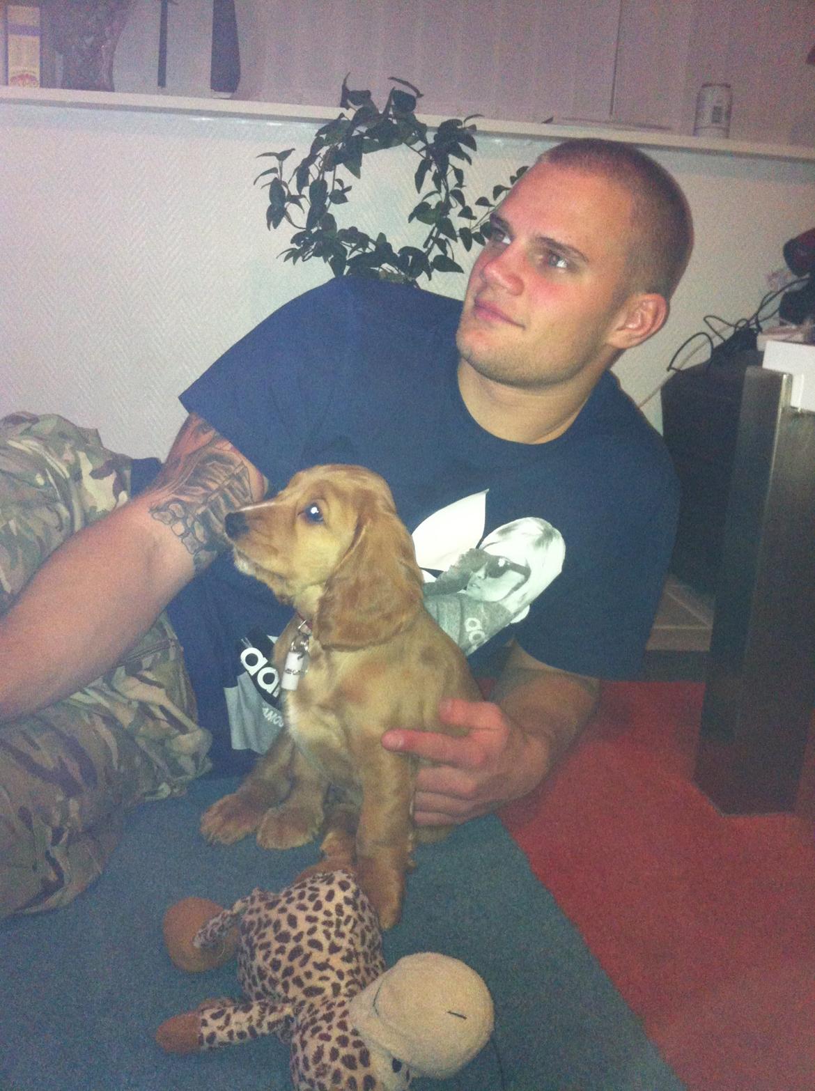 Cocker spaniel Kaylee - Det med at se fjernsyn, er bare lige sagen :D billede 8