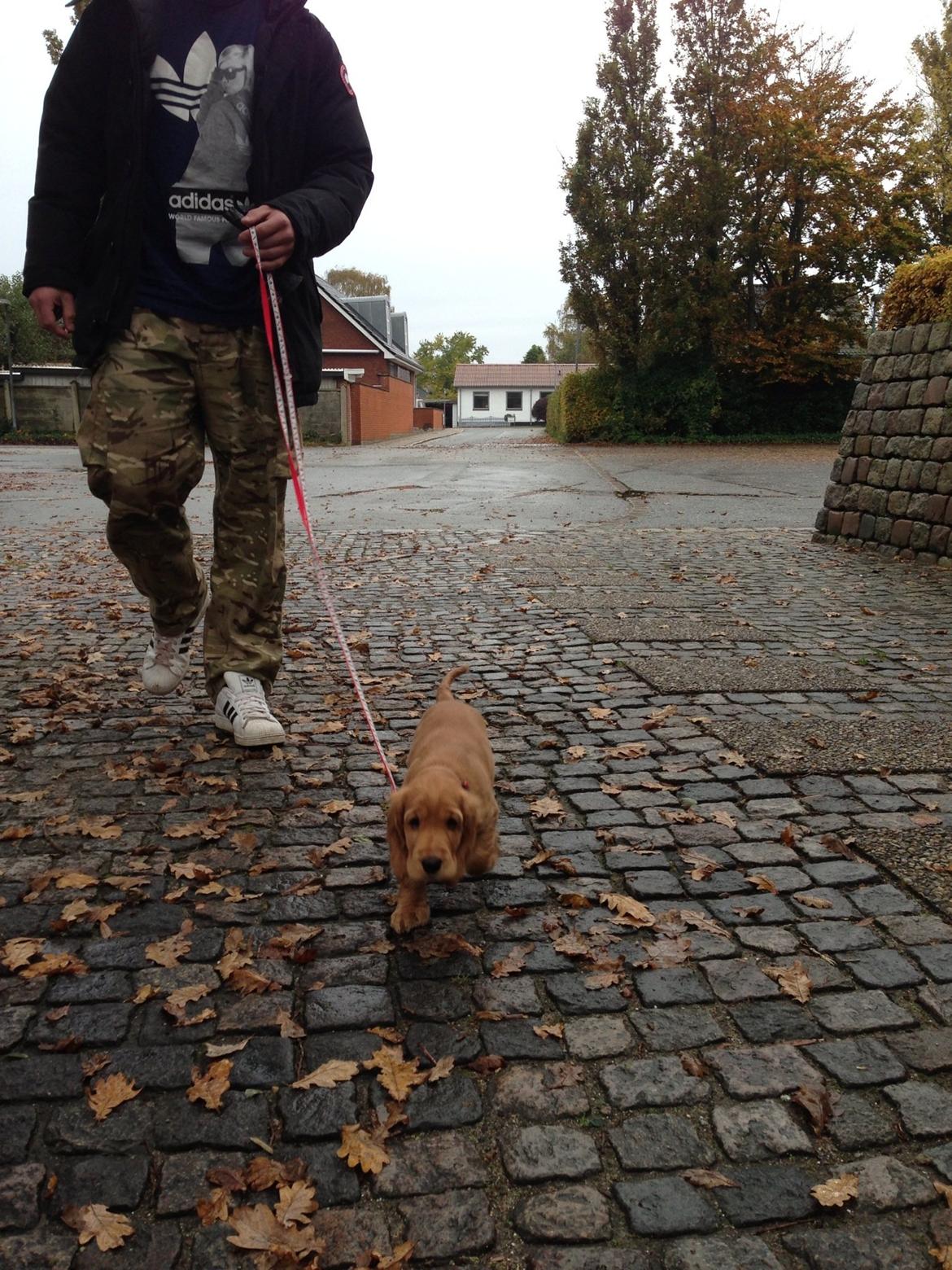 Cocker spaniel Kaylee billede 9