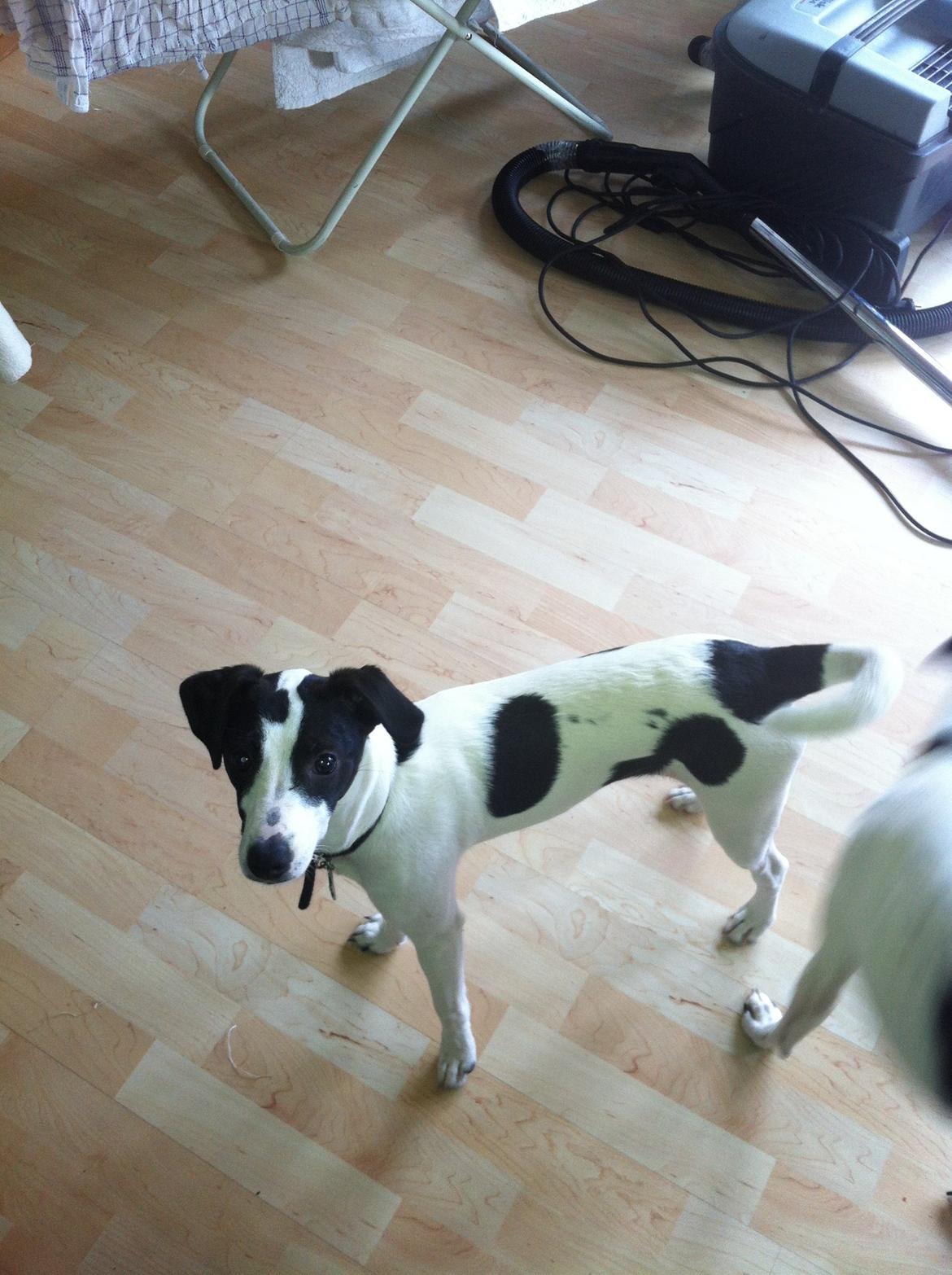 Dansk svensk gaardhund Bella Donna billede 1