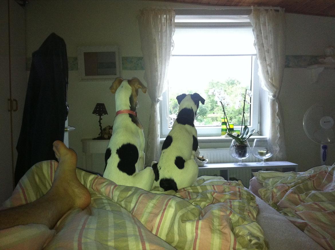 Dansk svensk gaardhund Bella Donna billede 2