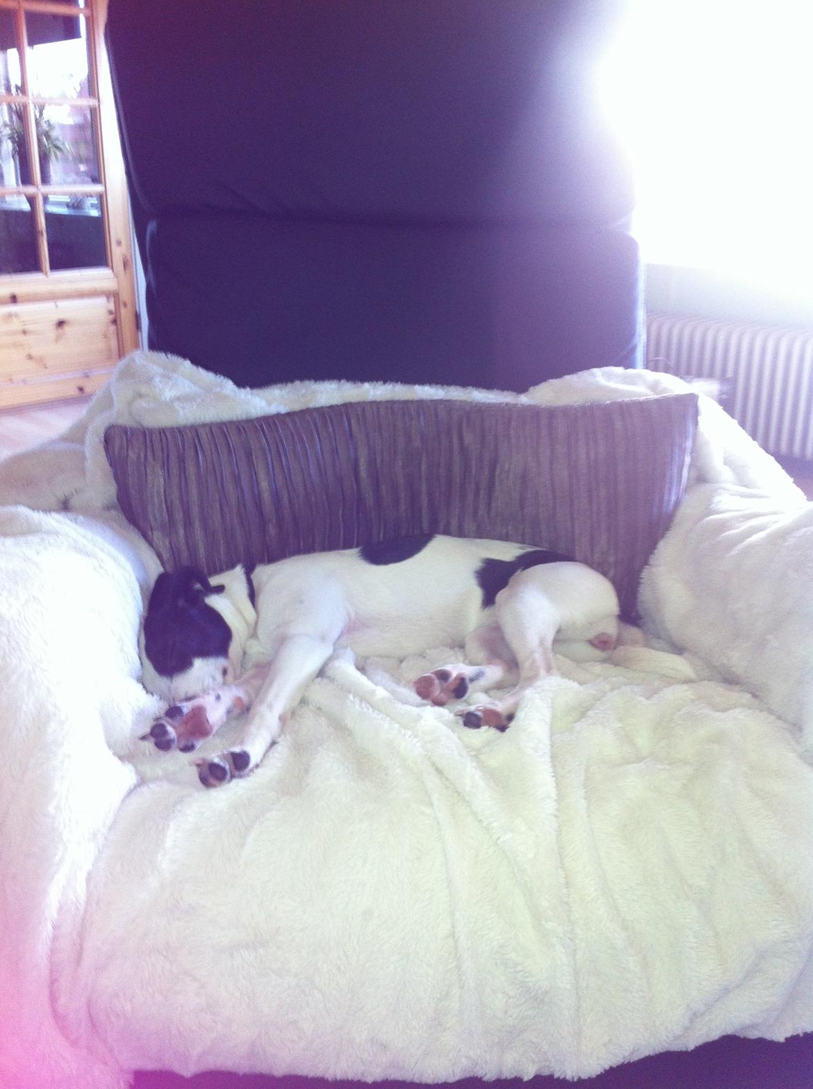 Dansk svensk gaardhund Bella Donna billede 3