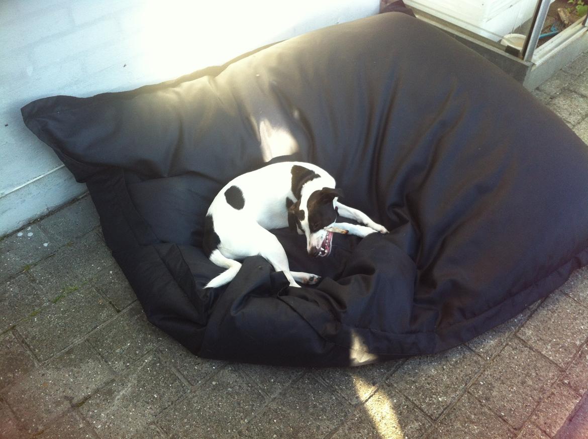 Dansk svensk gaardhund Bella Donna billede 4