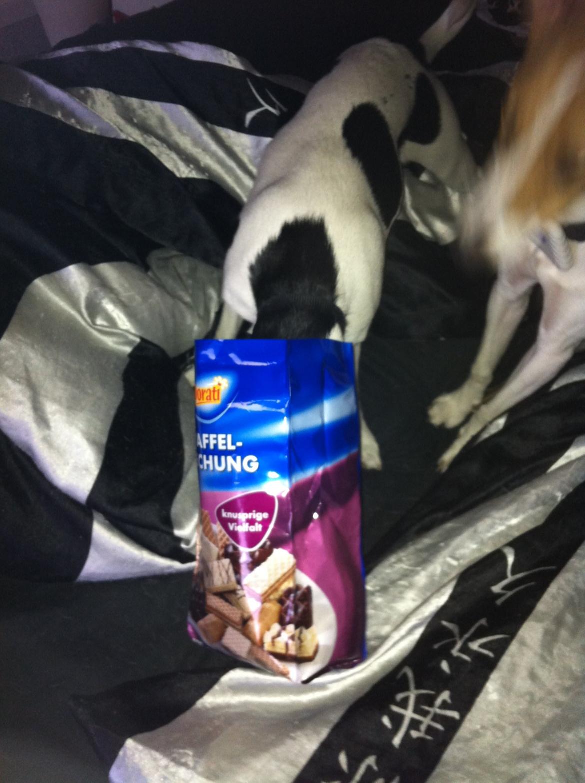 Dansk svensk gaardhund Bella Donna billede 5