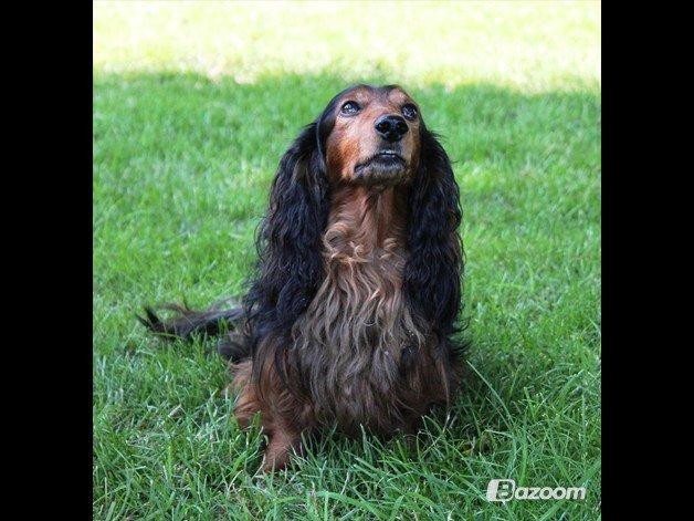 Gravhund Sundsdals Geo billede 1