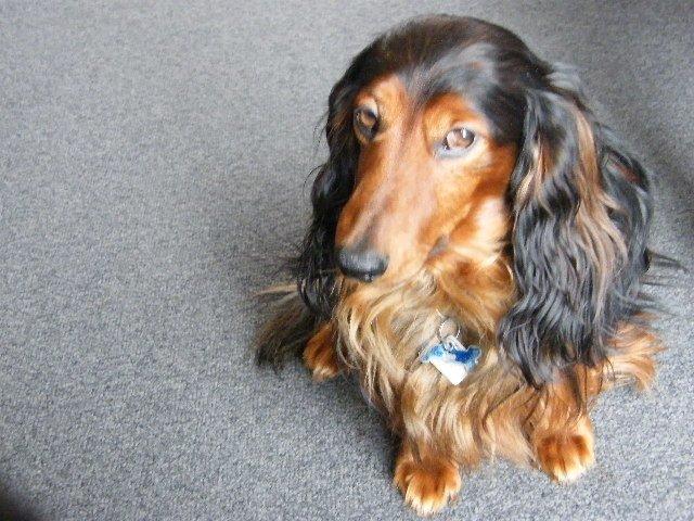 Gravhund Sundsdals Geo billede 9