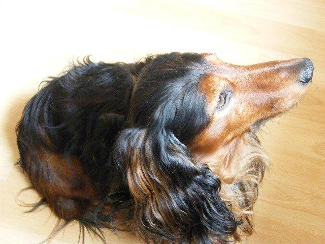 Gravhund Sundsdals Geo billede 12