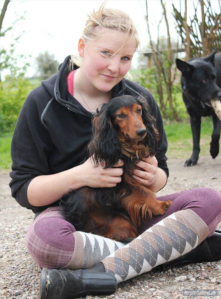 Gravhund Sundsdals Geo billede 7