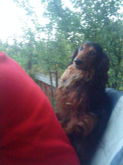 Gravhund Sundsdals Geo billede 14