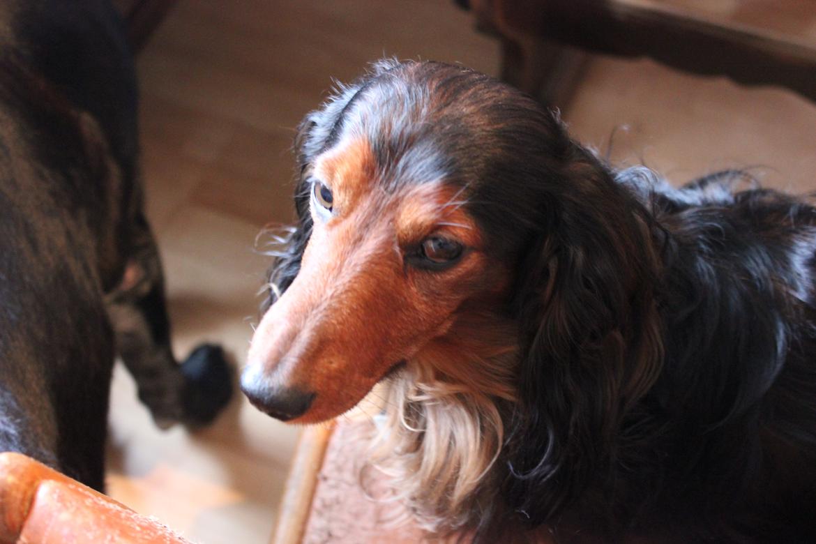 Gravhund Sundsdals Geo billede 16