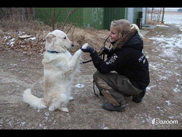 Blanding af racer Nordhusets Gina billede 10