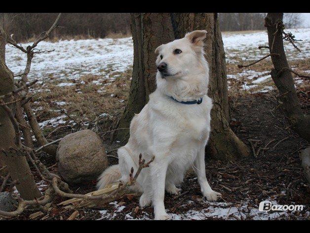 Blanding af racer Nordhusets Gina billede 12