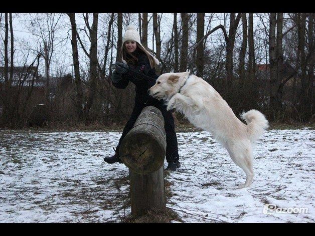 Blanding af racer Nordhusets Gina billede 7