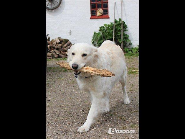 Blanding af racer Nordhusets Gina billede 13