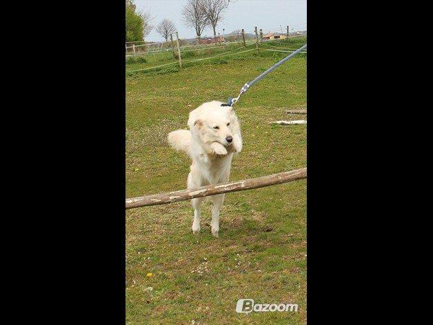 Blanding af racer Nordhusets Gina billede 15