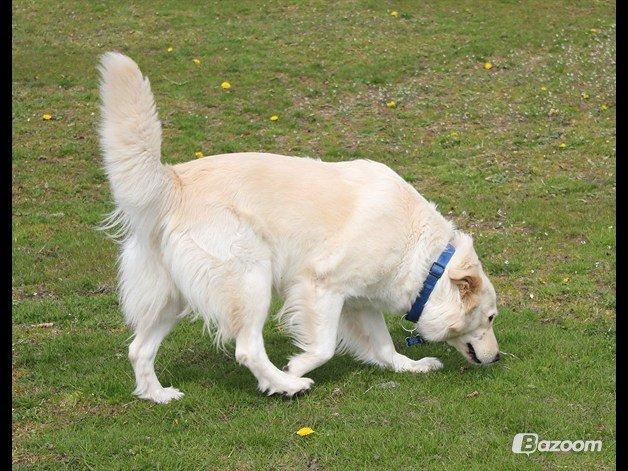 Blanding af racer Nordhusets Gina billede 16