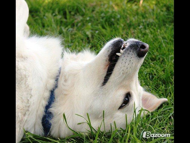 Blanding af racer Nordhusets Gina billede 14