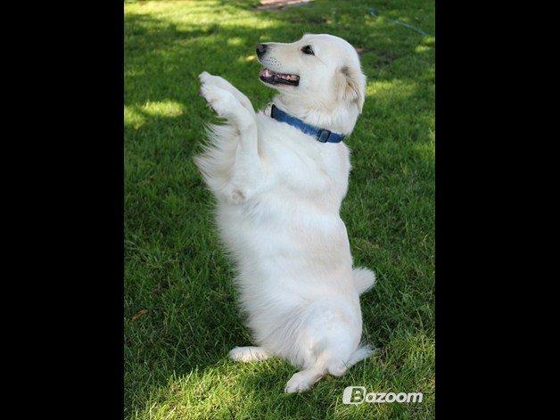 Blanding af racer Nordhusets Gina billede 18