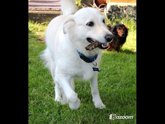 Blanding af racer Nordhusets Gina billede 19