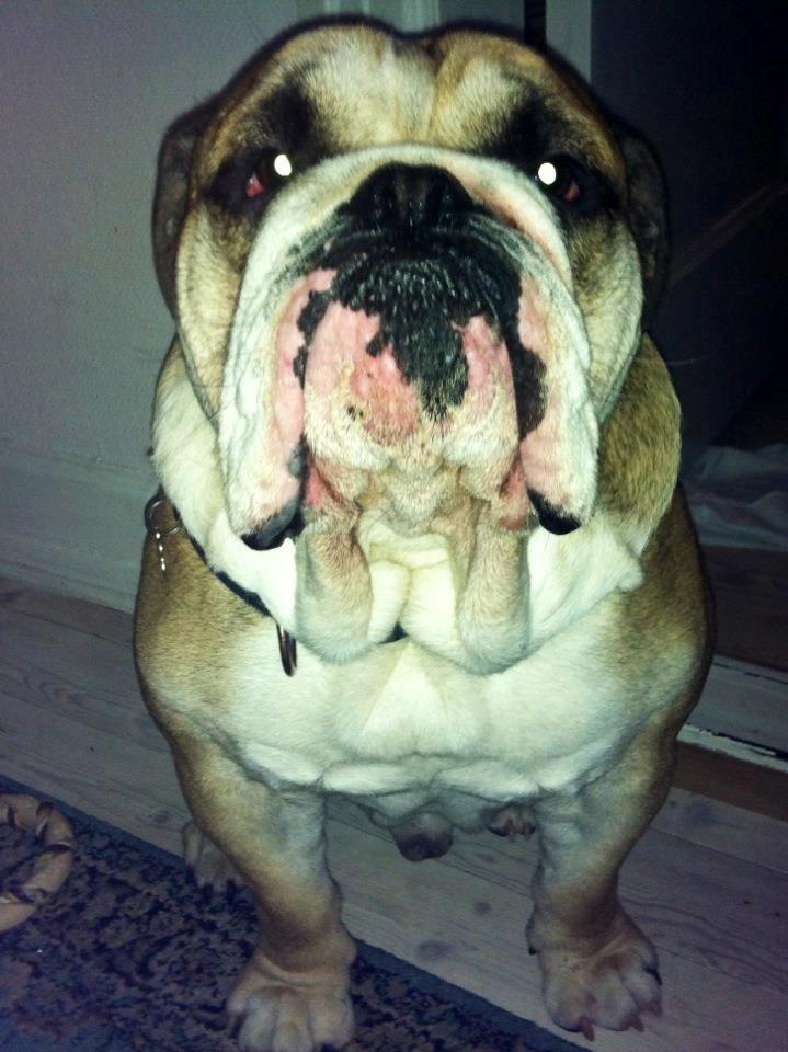 Engelsk bulldog Alfred billede 1