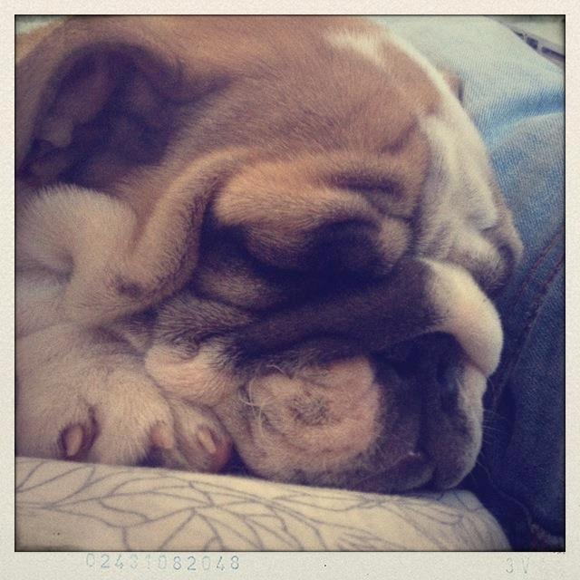 Engelsk bulldog Eigil billede 2