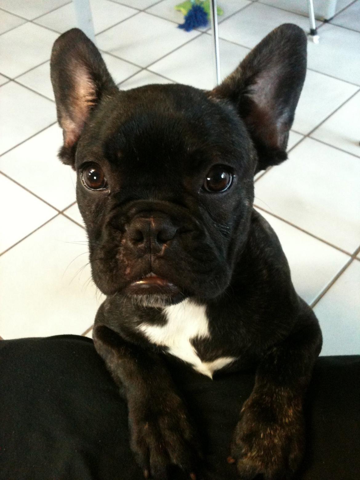 Fransk bulldog Bailey billede 2