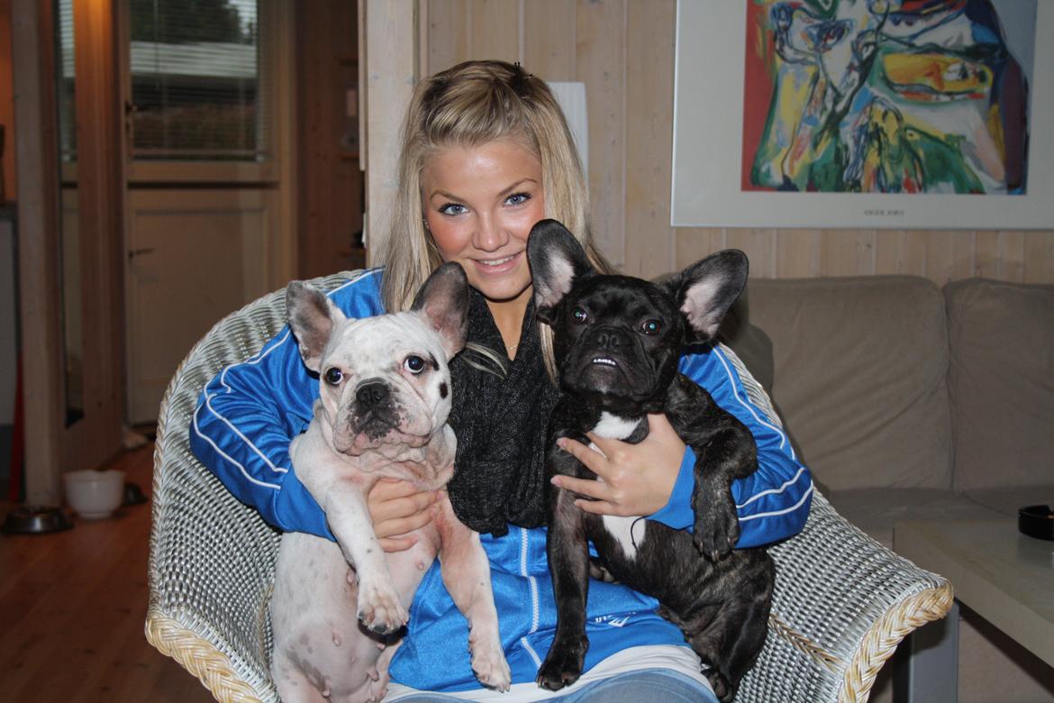 Fransk bulldog Bailey billede 3