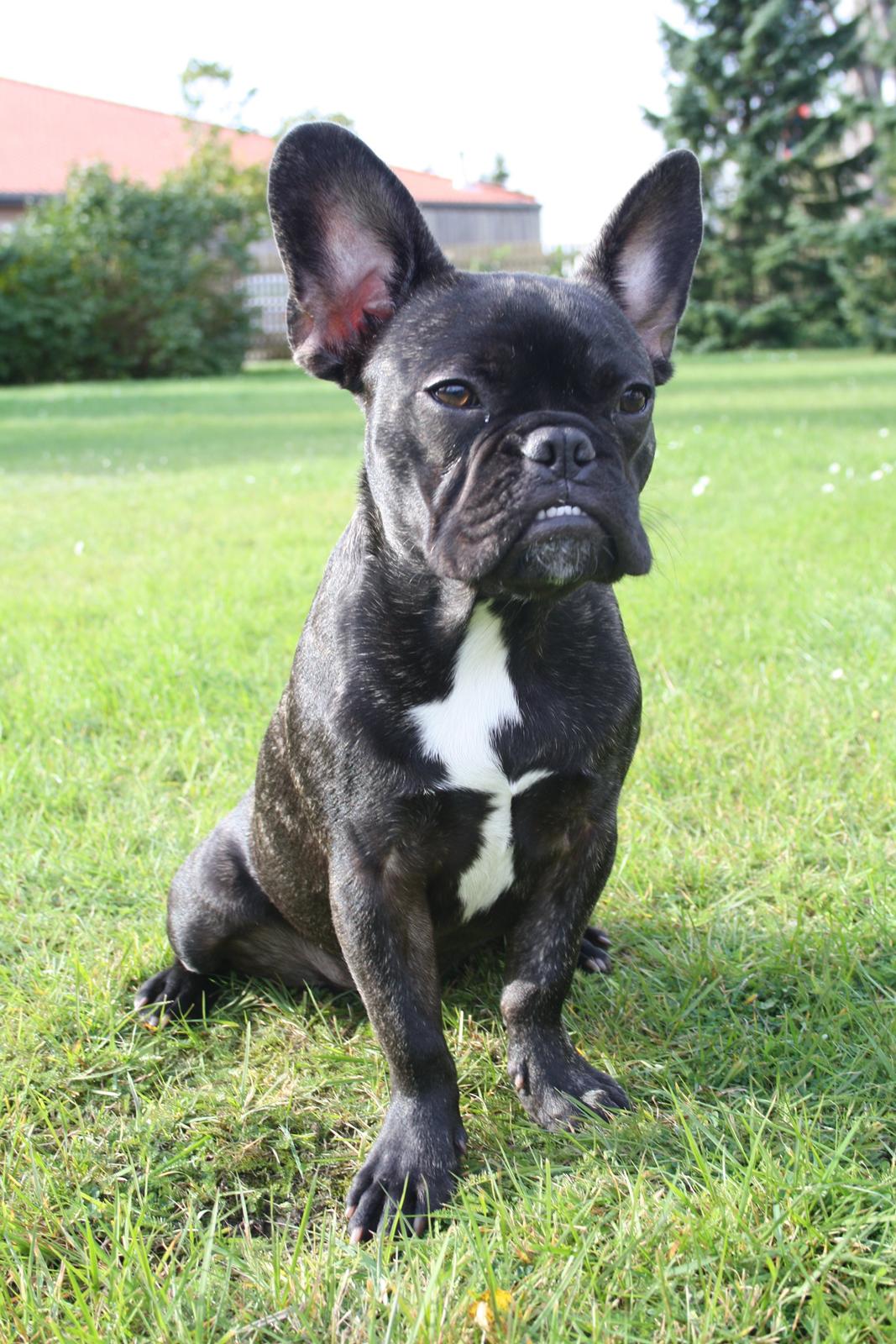 Fransk bulldog Bailey billede 4