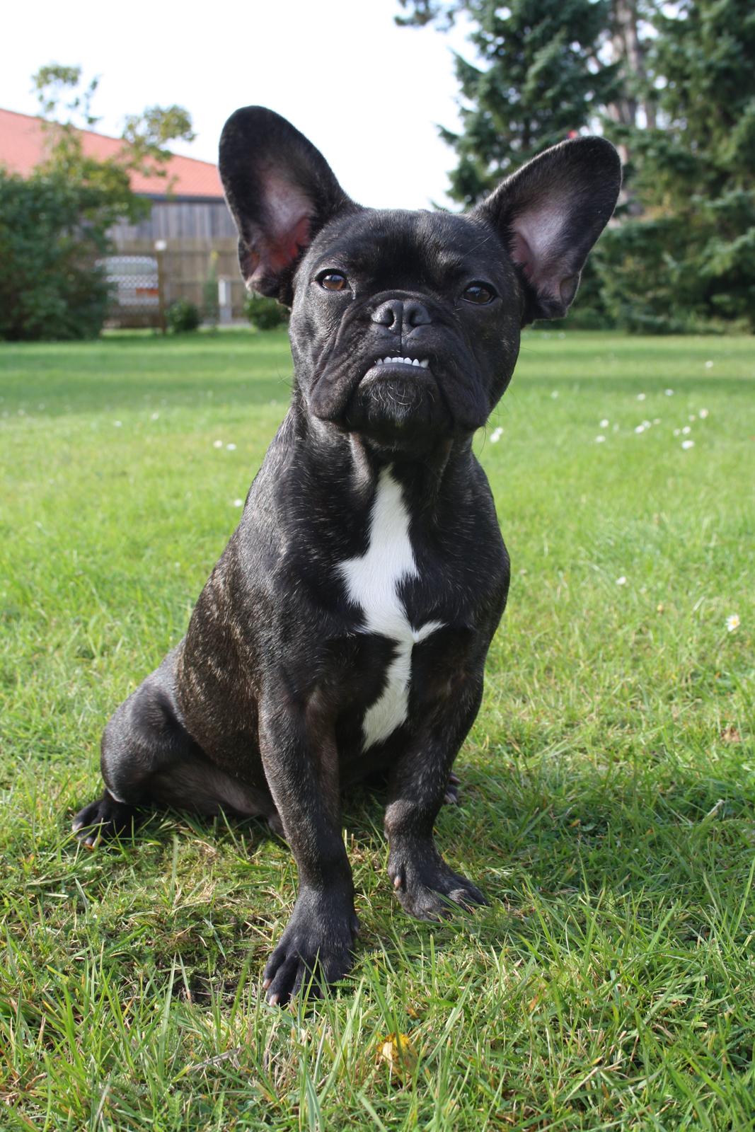 Fransk bulldog Bailey billede 5