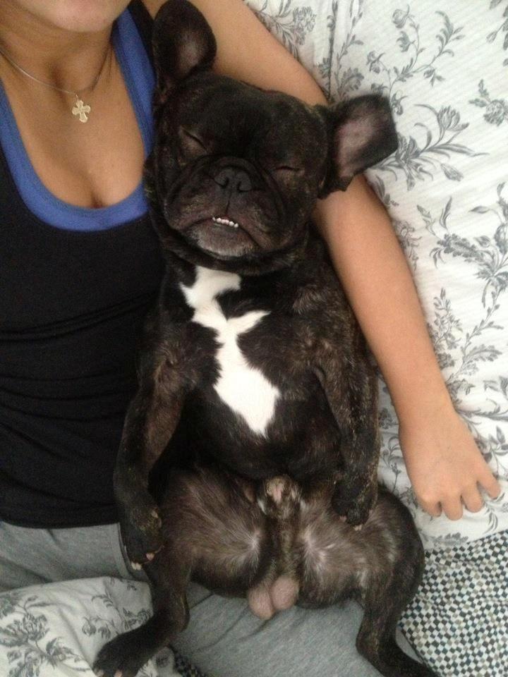 Fransk bulldog Bailey billede 6