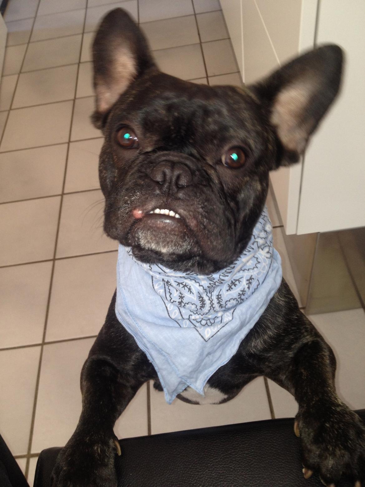 Fransk bulldog Bailey billede 7