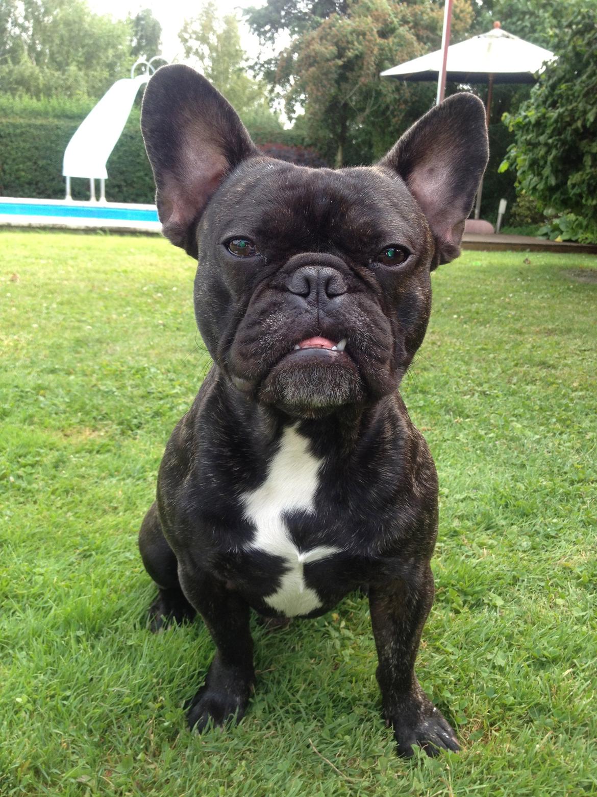 Fransk bulldog Bailey billede 1