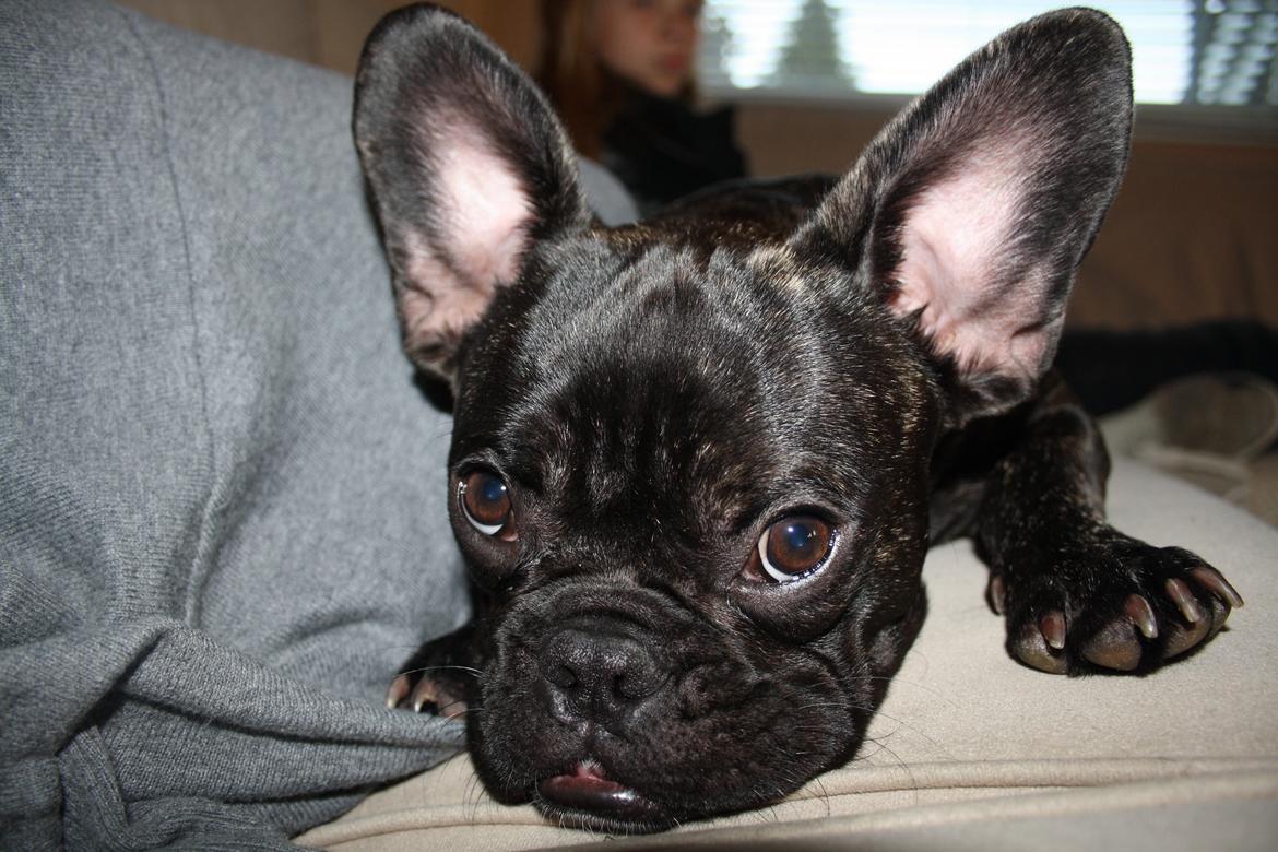 Fransk bulldog Bailey billede 8