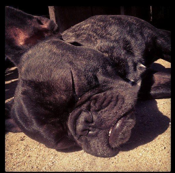 Fransk bulldog Bailey billede 9