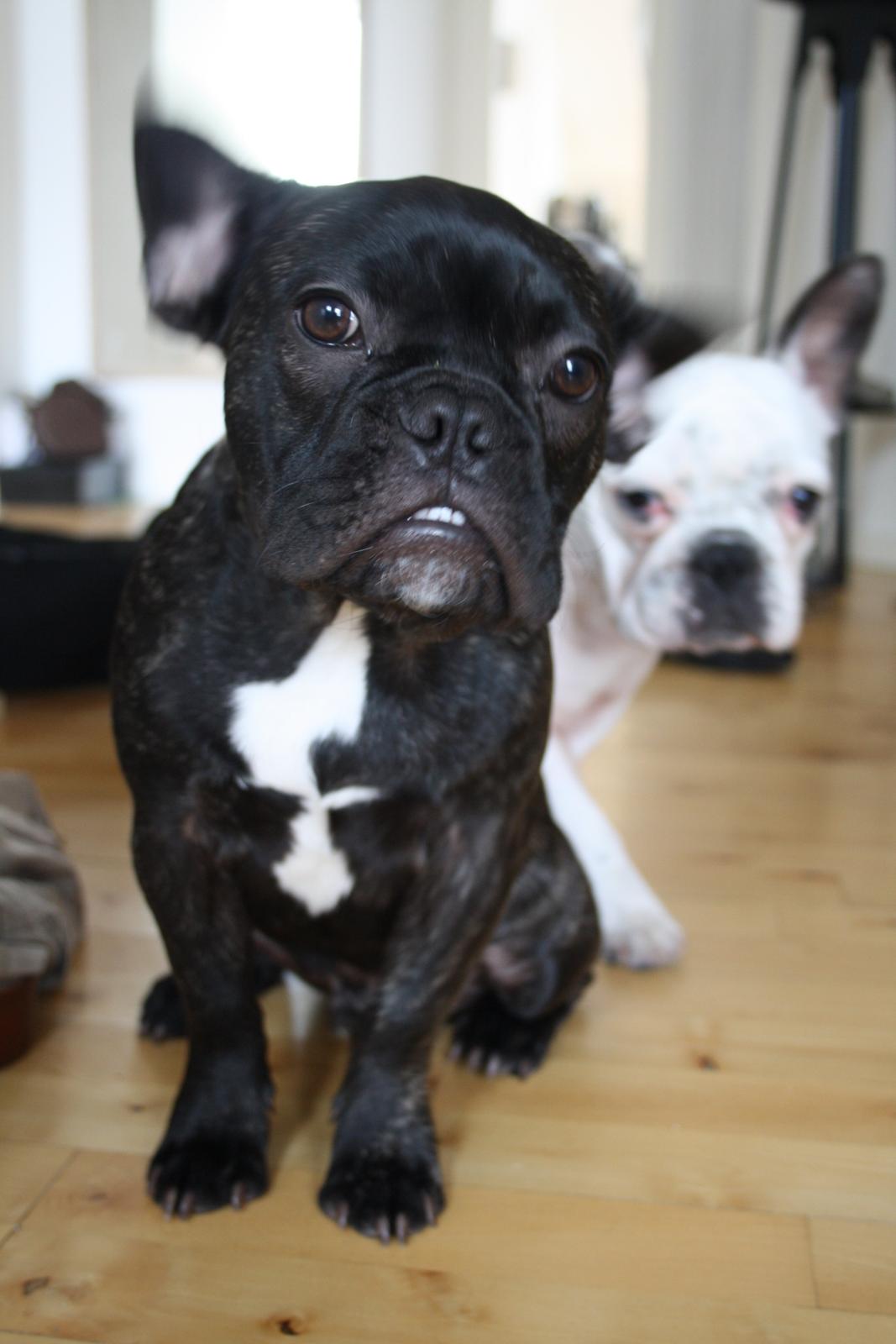 Fransk bulldog Bailey billede 10