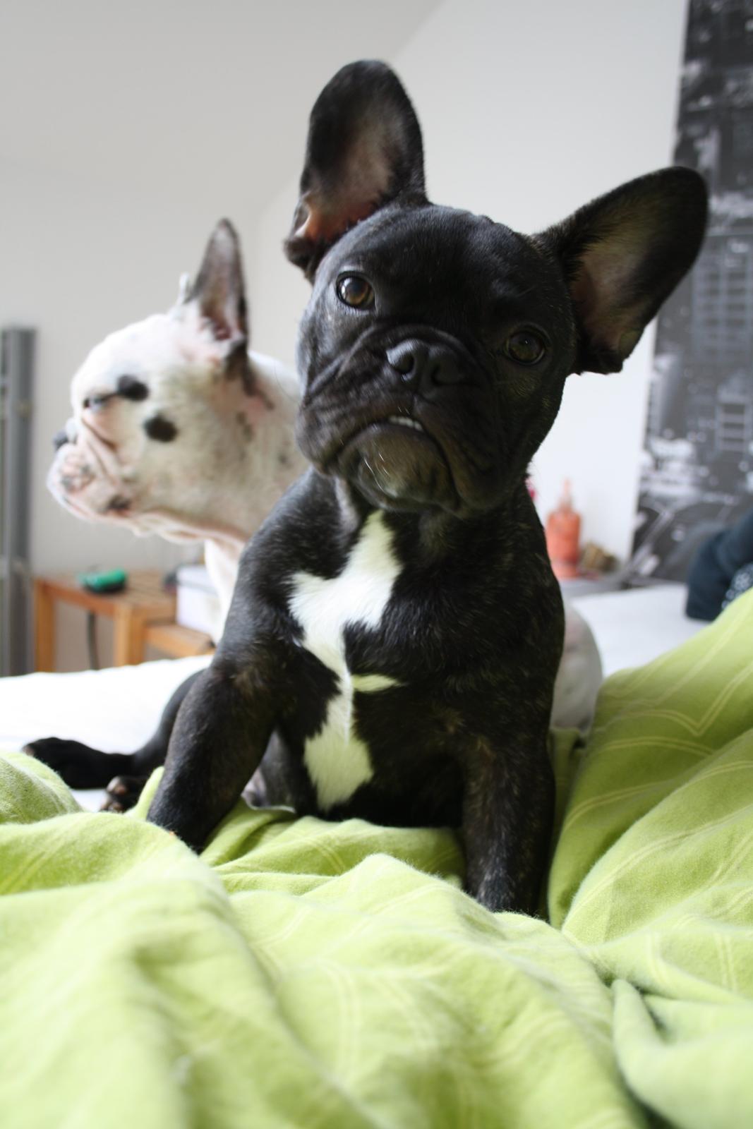 Fransk bulldog Bailey billede 11