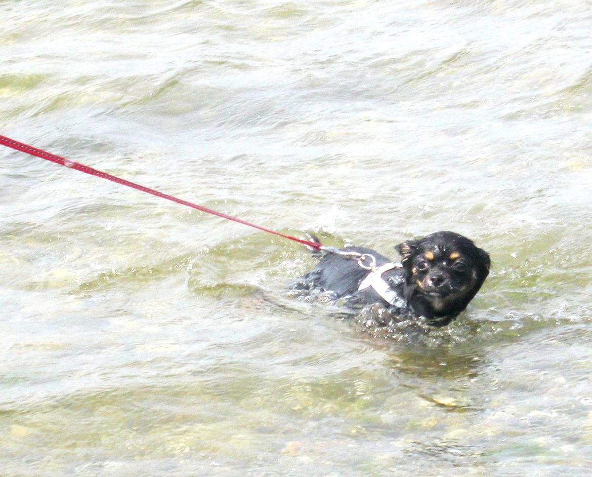Chihuahua ' Champ - Champ i havet for første gang. "øh nej tak!" ;) billede 10