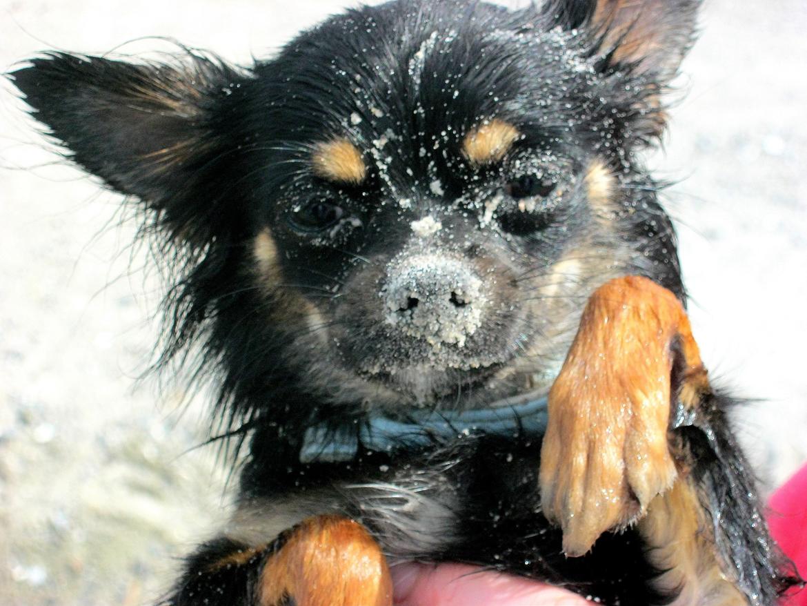 Chihuahua ' Champ - Øøøh ja.. Vand og sand = dårlig kombi :) billede 11