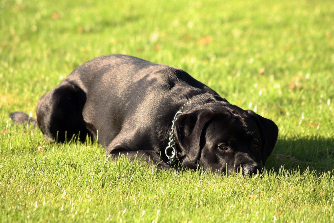 Blanding af racer Balder<3 - 1 år billede 19