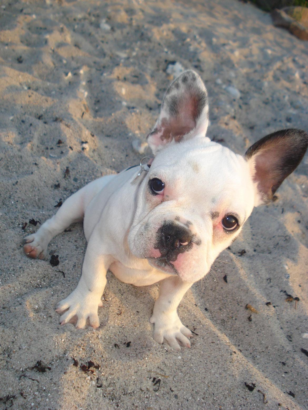 Fransk bulldog Bella billede 2