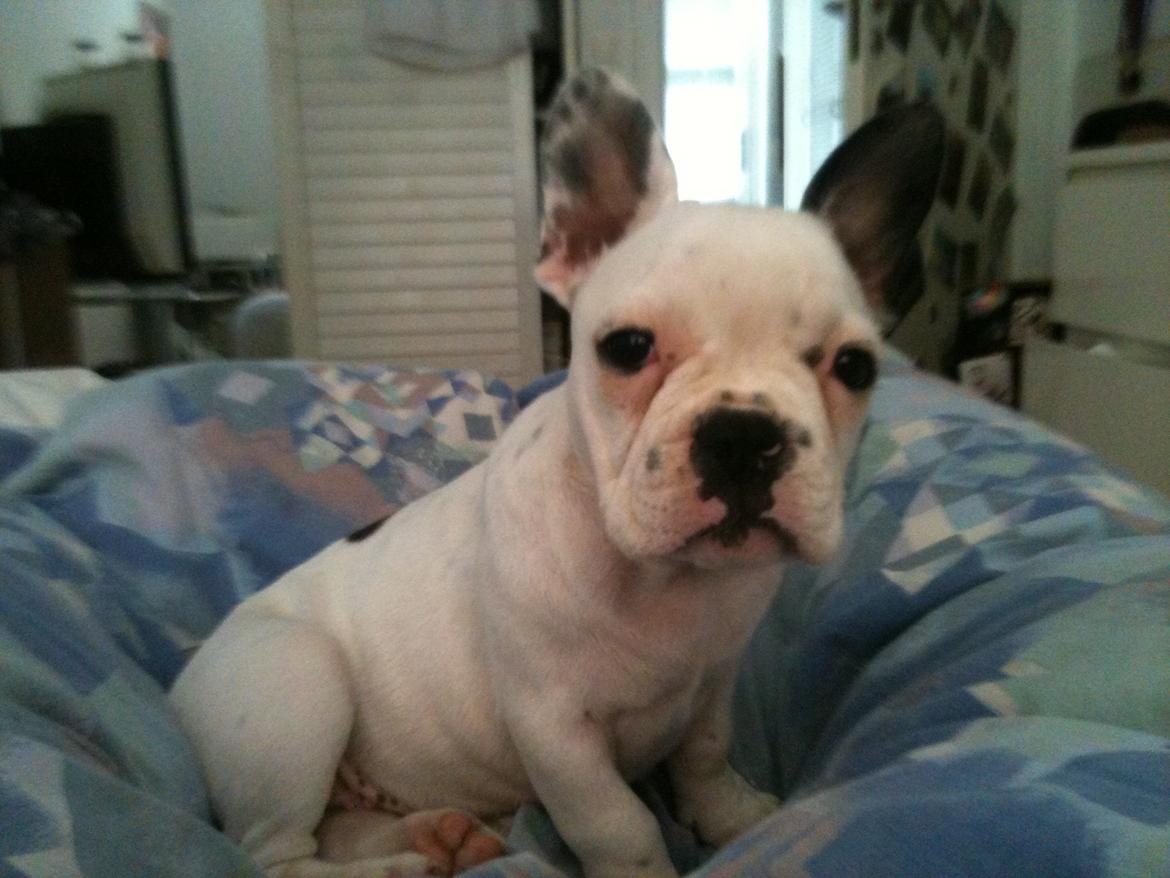 Fransk bulldog Bella billede 3