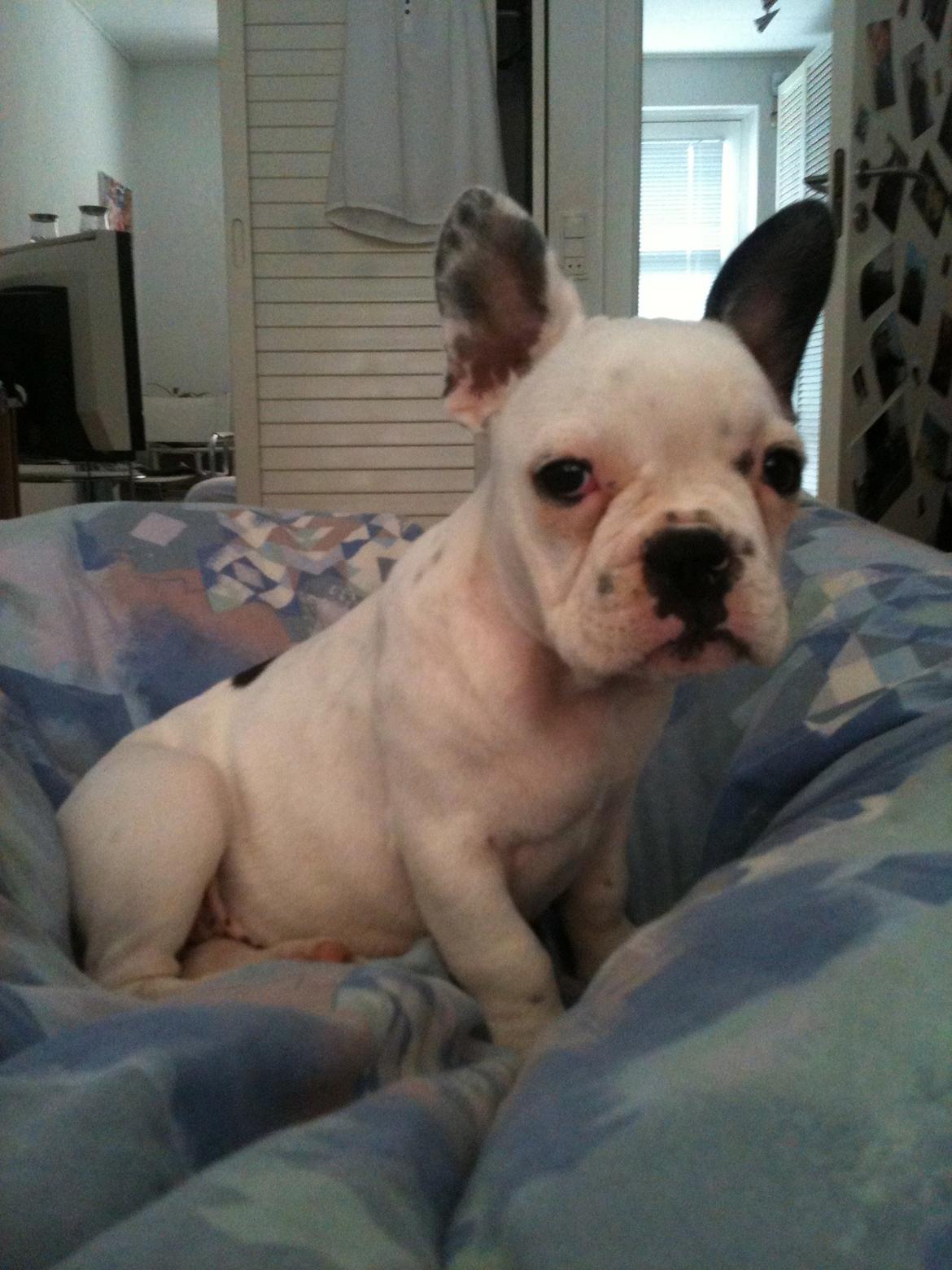 Fransk bulldog Bella billede 4