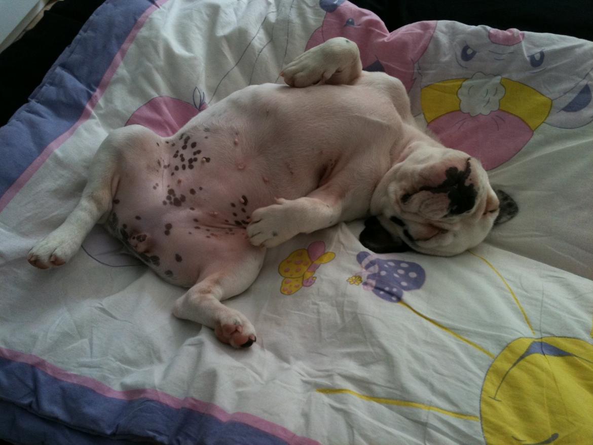 Fransk bulldog Bella billede 5